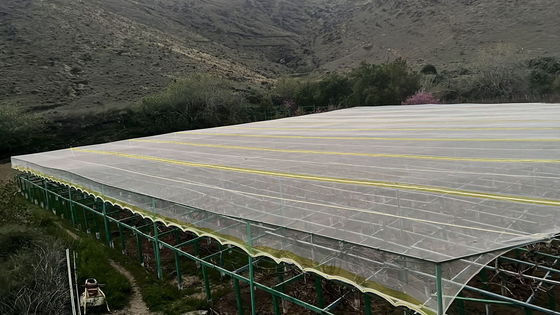 HDPE-UV-behandelte Insektenschutznetze für Landwirte bieten Trennfestigkeit